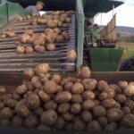 potatoes weight loss