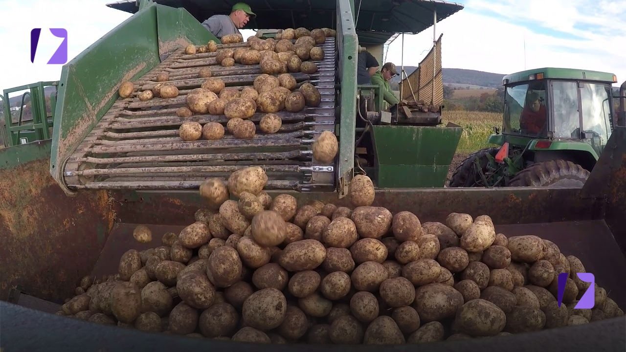 potatoes weight loss