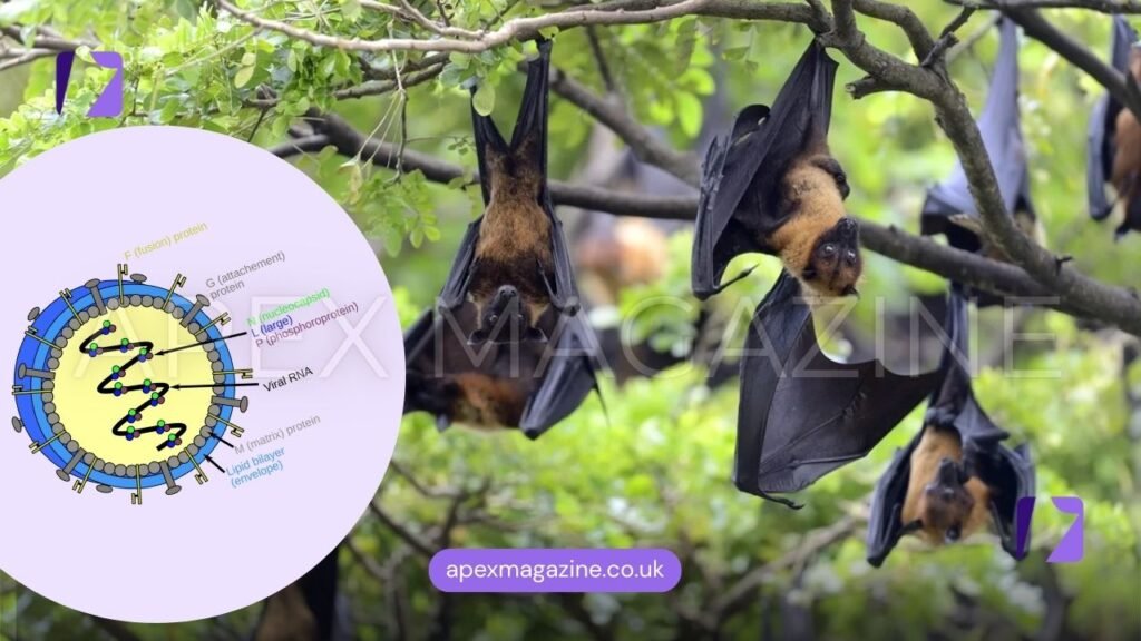Bat High Rish Nipah Virus